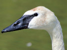  Trumpeter Swan (WWT Slimbridge August 2010) - pic by Nigel Key